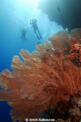 Giant Gorgonian and divers on the back. Shark Observatory... by Erich Reboucas 